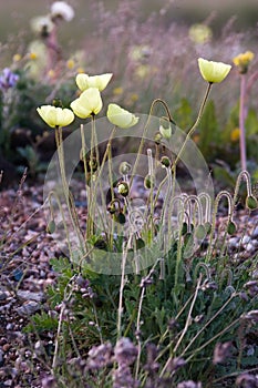 Polar poppy