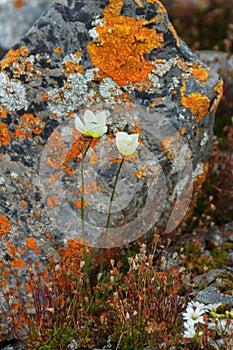 Polar poppy on Novaya Zemlya