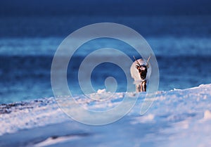 Polar reindeer on Frozen sea on Svalbard