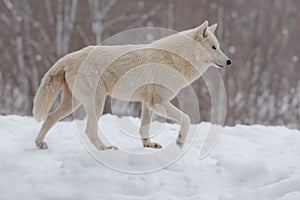 Polar Walking wolf through the forest