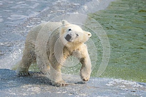 Polar white bear cub shaking off water