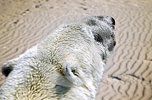 A polar white bear in the desert. A future possible effect of climate change.