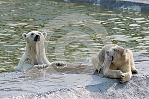 A polar white bear and her cub on pool