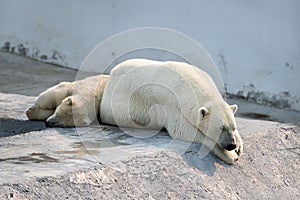 A polar white bear and her cub sleeping