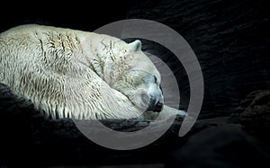 Polar white bear sleeping on snow rock. Sleeping polar bear in white winter zoo