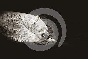 Polar white bear sleeping on snow rock. Sleeping polar bear in white winter zoo