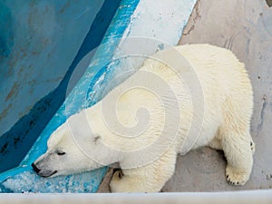 Polar white bear in the zoo