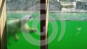 Polar white bear in the zoo swims underwater