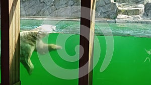 Polar white bear in the zoo swims underwater