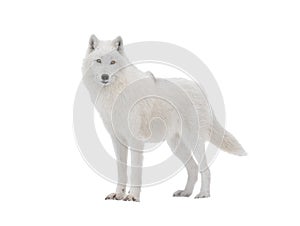 Polar white wolf looks intently into camera isolated on white background