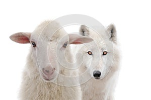 Polar white wolf and sheep isolated on white background