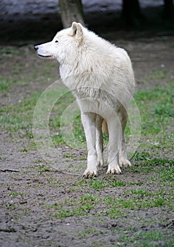 Polar Wolf 3