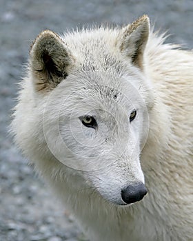 Polar Wolf 4