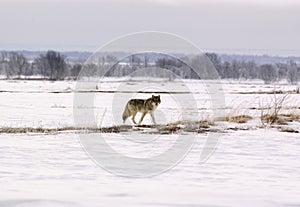 Polar wolf (Canis lupus albus)