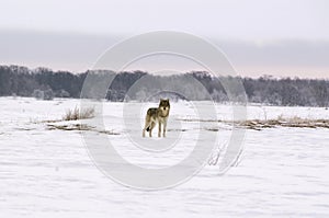 Polar wolf (Canis lupus albus) photo