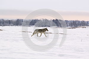 Polar wolf (Canis lupus albus)