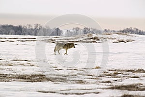 Polar wolf (Canis lupus albus) photo