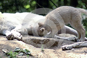 Polar wolf (canis lupus tundrorum)