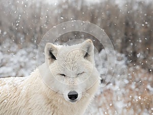 polar wolf with closed eyes against background of falling snow