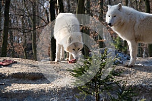 Polar wolf eats .