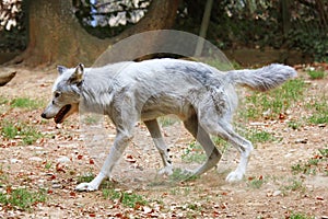 Polar Wolf in the forest in autumn