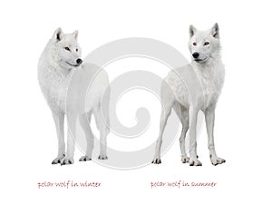 Polar wolf isolated on a white