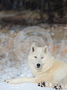 polar wolf lies against the background of forest