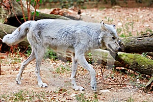 Polar Wolf running  in the forest in autumn