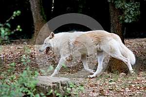 Polar Wolf running  in the forest in autumn