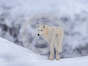 polar wolf stands in background of the forest