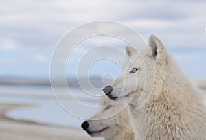 polar wolves against the background of lake