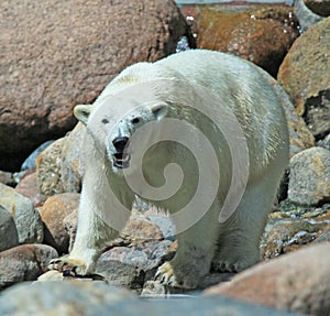 Polarbear