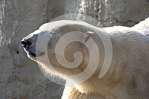 Polarbear