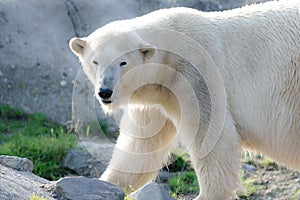 Polarbear