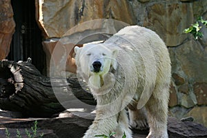 Polarbear