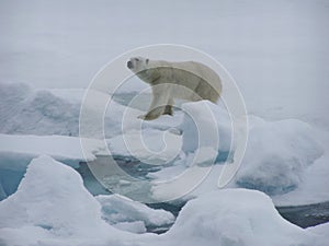 Polarbear