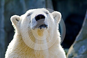 Polarbear