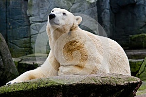 Polarbear