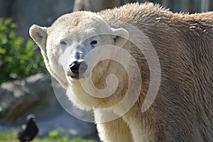 Polarbear