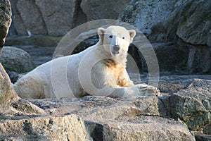 Polarbear Knut