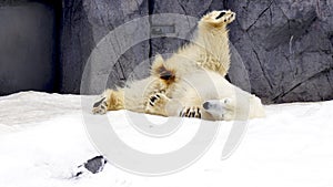 Polarbear north pole animal snow winter