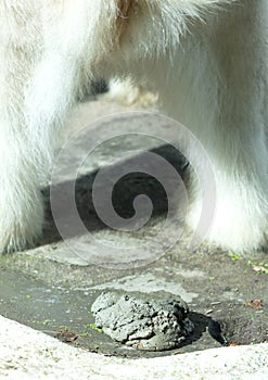 Polarbear pooing, selective focus