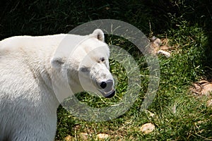 Polarbear in the Zoo