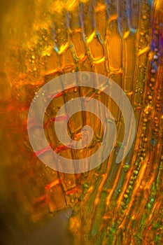 Polarization micrograph of a Dicranum moss leaf, with alar cells