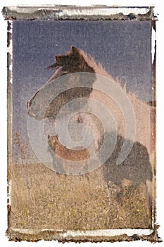 Polaroid transfer of horses