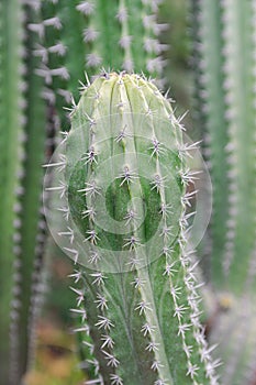 Polaskia chichipe, succulent cactus