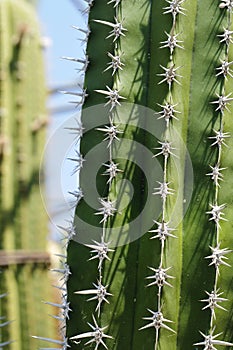 Polaskia (or Heliabravoa) chende cactus