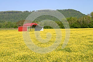 Pole Barn & Buttercups