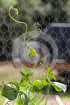 Pole Bean Plant Climbing up Chicken Wire Support