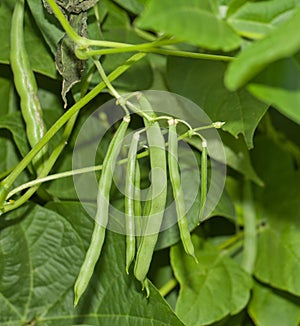 Pole Beans